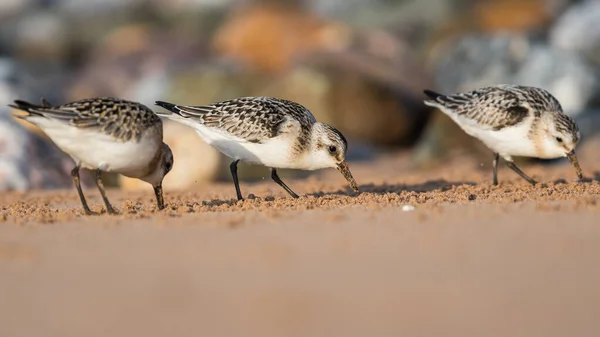 Sanderling Calidris Alba Ambiente — Foto Stock