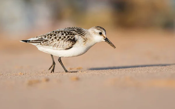 Sanderling Calidris Alba Het Milieu — Stockfoto