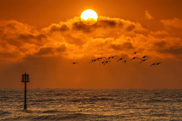 Gęsi Locie Tle Wschodzącego Słońca Plaży Dawlish Warren Devon Anglii — Zdjęcie stockowe