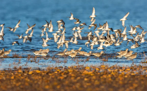 Gri Plover Lar Dunlins Çevrede — Stok fotoğraf