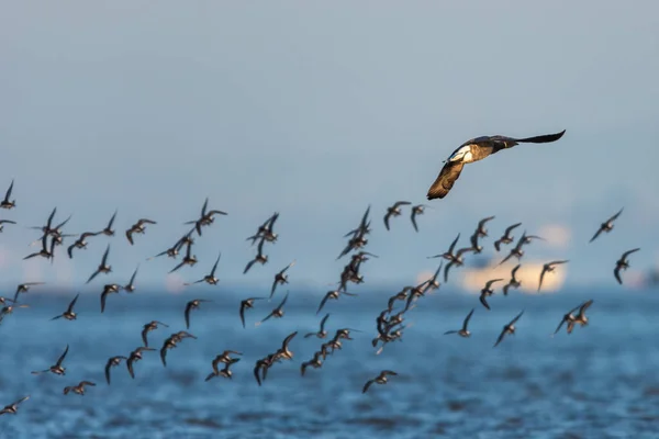 Brent Goose Dunlins Environment — Stock Photo, Image