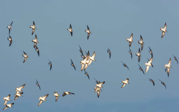 Dunlin Calidris Alpina Aves Vuelo — Foto de Stock