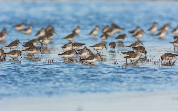 Dunlin Calidris Alpina Çevredeki Kuşlar — Stok fotoğraf