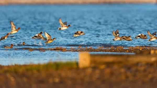 Avrasya Wigeon Mareca Penelope Kuşları Güneş Doğarken Gökyüzünde Uçuyor — Stok fotoğraf