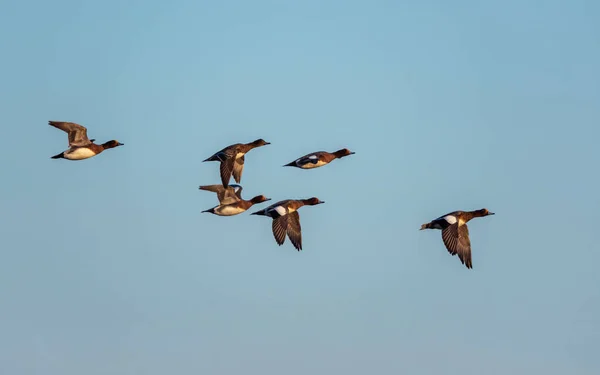 Eurasiatiska Wigeon Mareca Penelope Fåglar Flygning Himlen Vid Soluppgången — Stockfoto