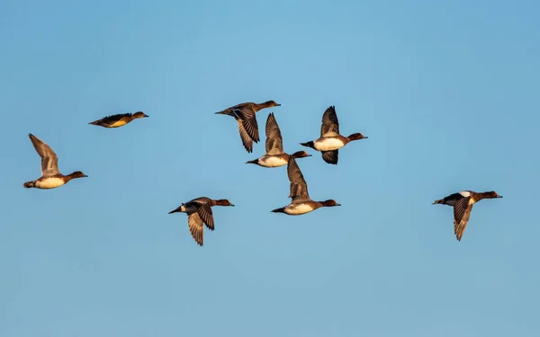 Eurasiatiska Wigeon Mareca Penelope Fåglar Flygning Himlen Vid Soluppgången — Stockfoto
