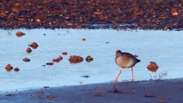 Redshank Tringa Top Org Environment — 图库视频影像