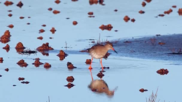 Redshank Tringa Totanus Στο Περιβάλλον — Αρχείο Βίντεο