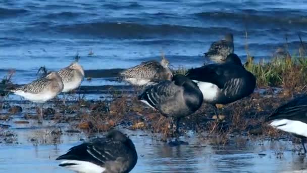 Godwit Cauda Preta Brent Goose Ambiente Maré Baixa — Vídeo de Stock