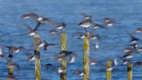 Grey Plover Dunlins Środowisku — Wideo stockowe