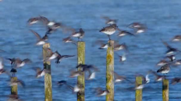 Γκρι Πουλόβερ Και Dunlins Στο Περιβάλλον — Αρχείο Βίντεο