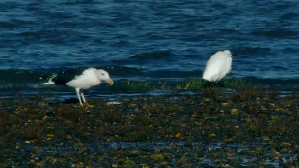 Great Black Backed Gull Has Hunted Eats Flounder Fish Environment — Stock Video