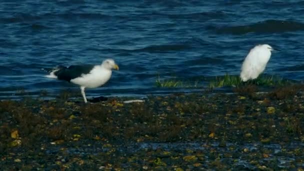 Great Black Backed Gull Jaagt Eet Bot Vis Omgeving Bij — Stockvideo