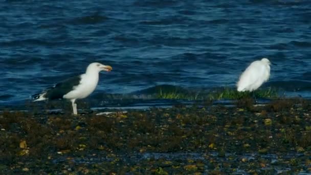 Great Black Backed Gull Has Hunted Eats Flounder Fish Environment — Stock Video