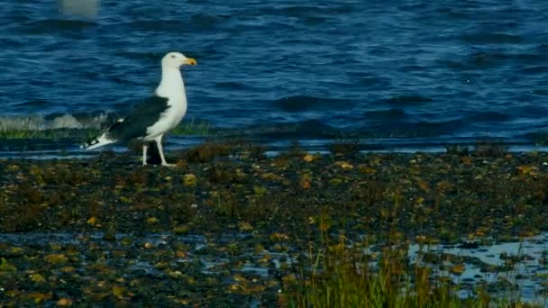 Great Black Backed Gull Tem Caçado Come Peixes Solha Ambiente — Vídeo de Stock