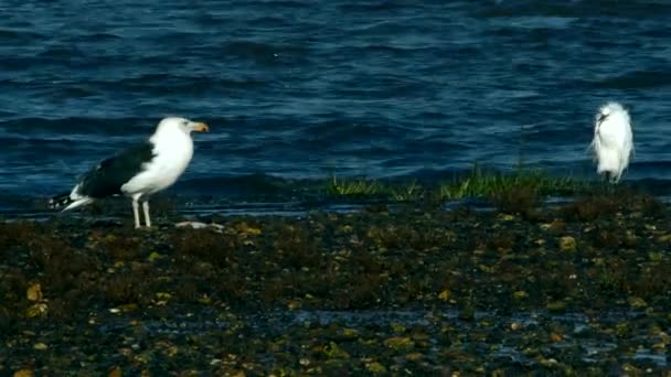 Great Black Backed Gull Lovil Platýse Ryby Životním Prostředí Odlivu — Stock video
