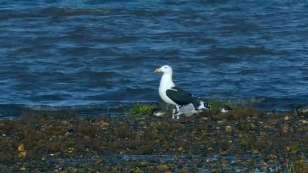 Mouette Dos Noir Chassé Mange Des Poissons Plie Rouge Dans — Video