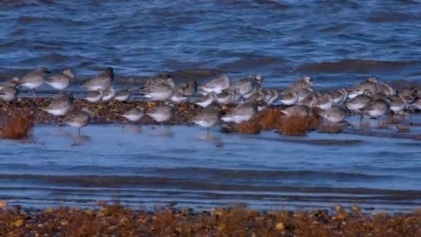 Plovers Cinzentos Dunlins Ambiente — Vídeo de Stock