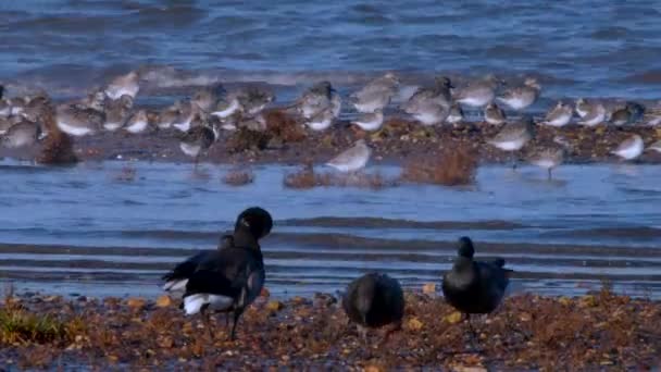 Grey Plovers Dunlins Omgeving — Stockvideo