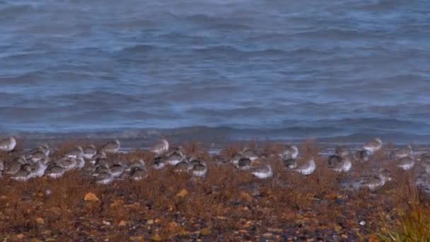 Grey Plovers Dunlins Omgeving — Stockvideo