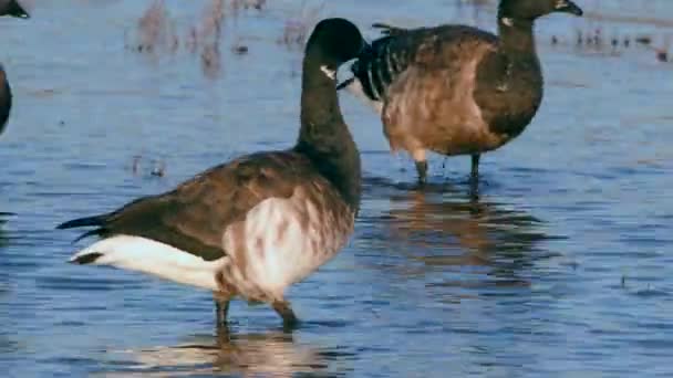 Brent Goose Branta Bernicla Het Milieu — Stockvideo