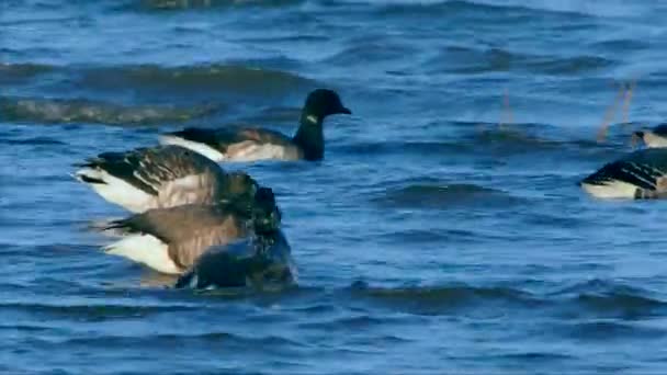 Brent Goose Branta Bernicla Het Milieu — Stockvideo