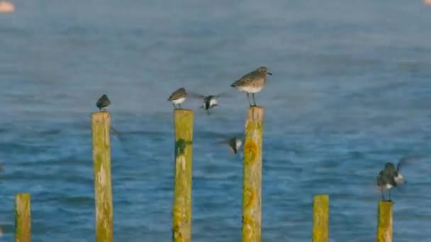 Grey Plovers Dunlins Omgeving — Stockvideo