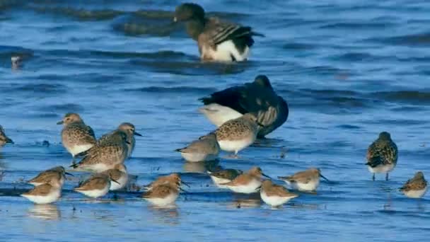 Grey Plovers Dunlins Omgeving — Stockvideo