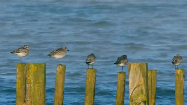 Grey Plover Dunlins Środowisku — Wideo stockowe