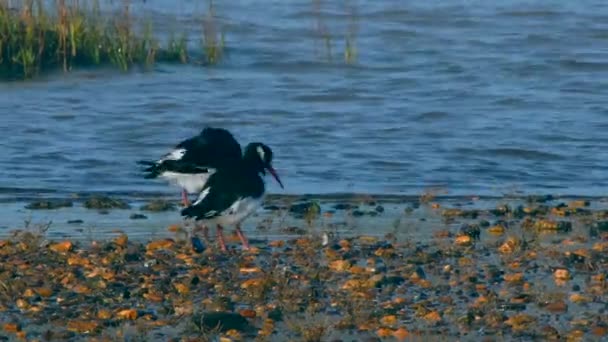 Eurazjatycki Łowca Ostryg Środowisku Podczas Odpływu Ich Łacińskie Imię Haematopus — Wideo stockowe