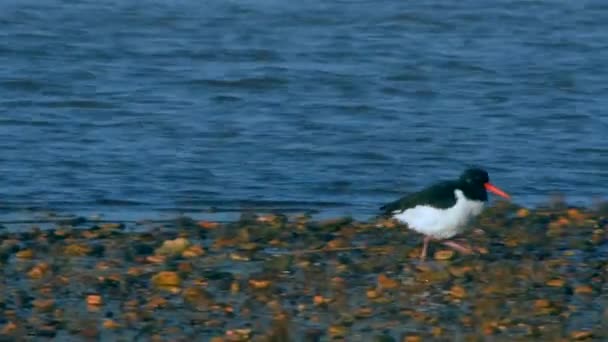 Евразия Oystercatcher Окружающей Среде Время Отлива Латинское Название Haematopus Ostralegus — стоковое видео