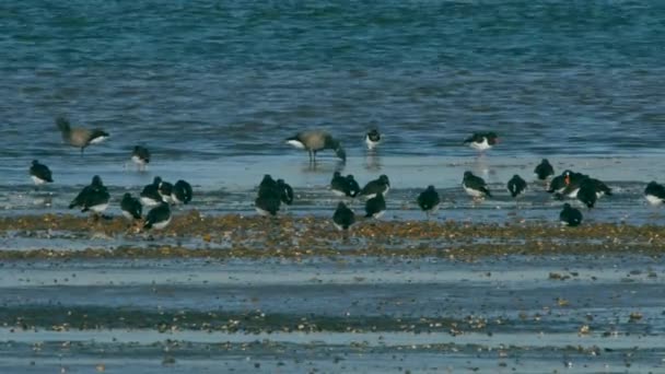 Евразия Oystercatcher Окружающей Среде Время Отлива Латинское Название Haematopus Ostralegus — стоковое видео