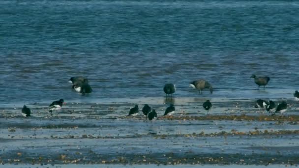Brent Goose Eurasian Oystercatcher Nell Ambiente Con Bassa Marea — Video Stock