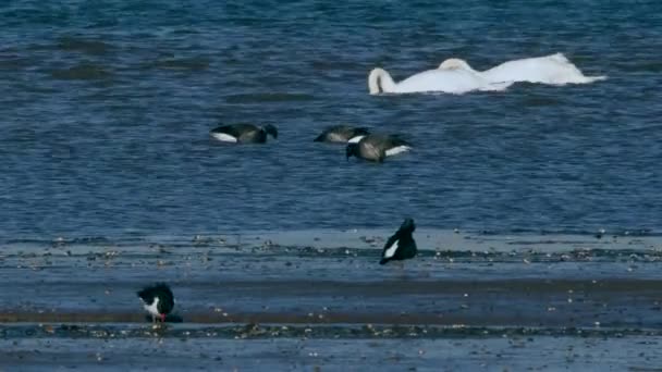 Brent Goose Mute Swan Eurasian Oystercatcher Environment Low Tide — Stock video