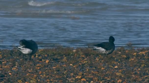 Eurazjatycki Łowca Ostryg Środowisku Podczas Odpływu Ich Łacińskie Imię Haematopus — Wideo stockowe