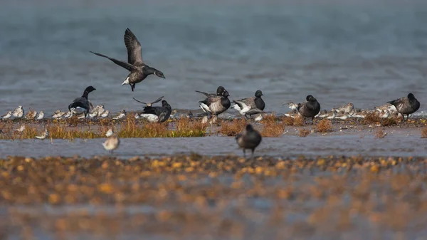 Brent Gans Branta Bernicla Der Umwelt — Stockfoto