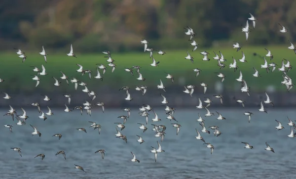 Dunlin Calidris Alpina Birds Flight Low Tide — Stock Photo, Image