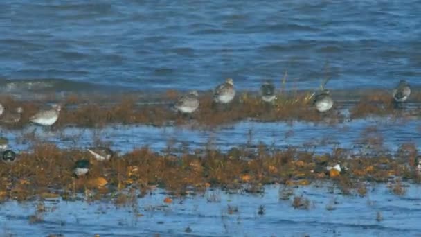 Grey Plover Turnstone Dunlin Środowisku — Wideo stockowe