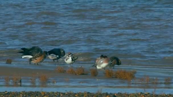 Eurasian Wigeon Mareca Penelope Uccelli Nell Ambiente — Video Stock
