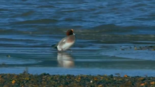 Eurasian Wigeon Mareca Penelope Birds Environment — Vídeo de stock