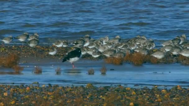 Eurasian Oystercatcher Grey Plovers Dunlins Environment — Stock video