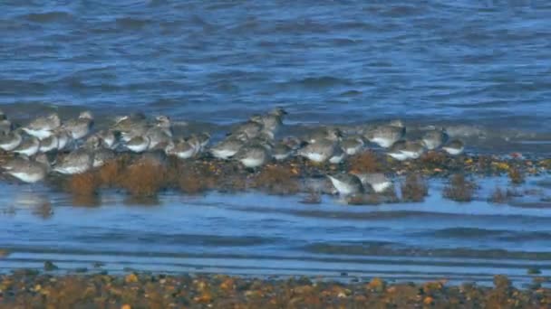 Grey Plovers Dunlins Omgeving — Stockvideo