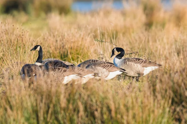 Kanada Gęsi Kanada Gęsi Branta Canadensis Środowisku — Zdjęcie stockowe