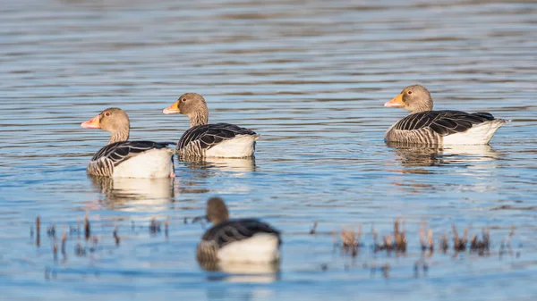 Greylag Gäss Greylag Gås Anser Anser Miljön — Stockfoto