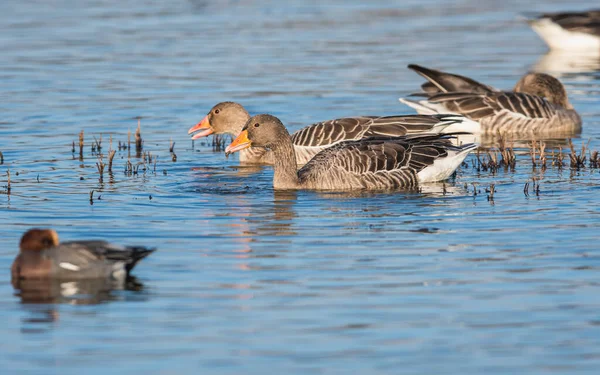 Greylag Geese Greylag Goose Anser Anser Environment — Stock Photo, Image