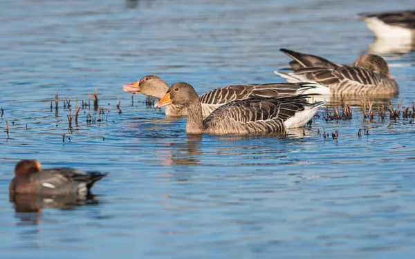 Greylag Geese Greylag Goose Anser Anser Environment — Stock Photo, Image