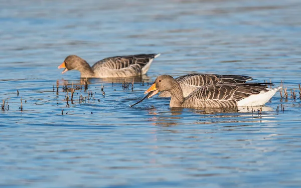 Greylag Geese Greylag Goose Anser Anser Environment — Stock Photo, Image