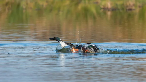 Northern Shoveler Shoveler Anas Clypeata Male Flight Devon England Europe — Stock Photo, Image