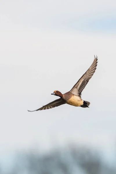 Ευρασιατική Wigeon Wigeon Πάπια Mareca Penelope Αρσενικό Στην Πτήση — Φωτογραφία Αρχείου