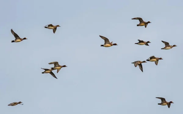 Eurasian Wigeon Mareca Penelope Птахи Польоті Небі — стокове фото